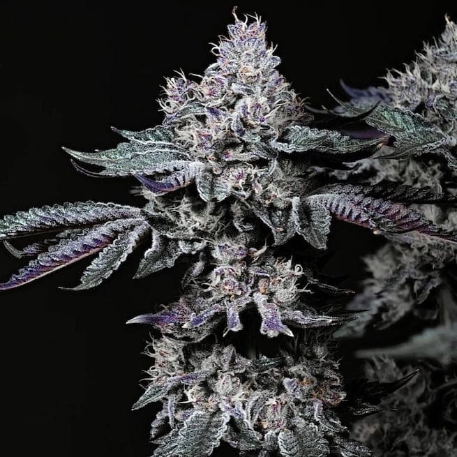 Nuggz R1 Fems Ethos Genetics