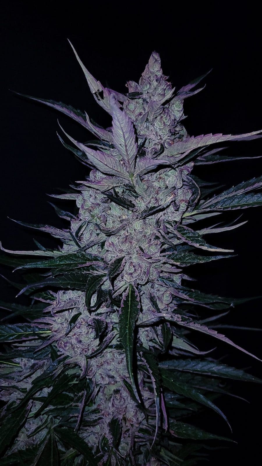 Midnight Slurry 3ct Fast Fems - GOAT Genetics