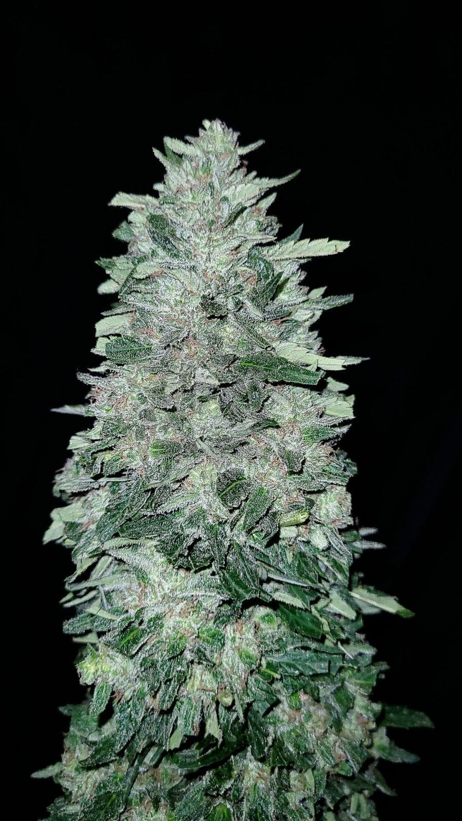 Glacial Guava 3 count fast fems GOAT Genetics