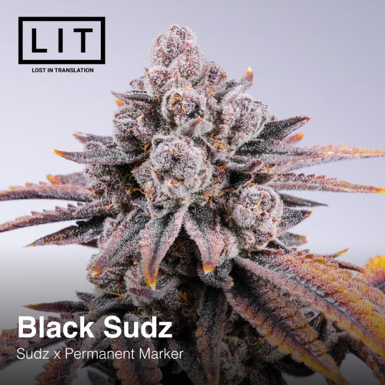 BLACK SUDZ 6CT FEMS