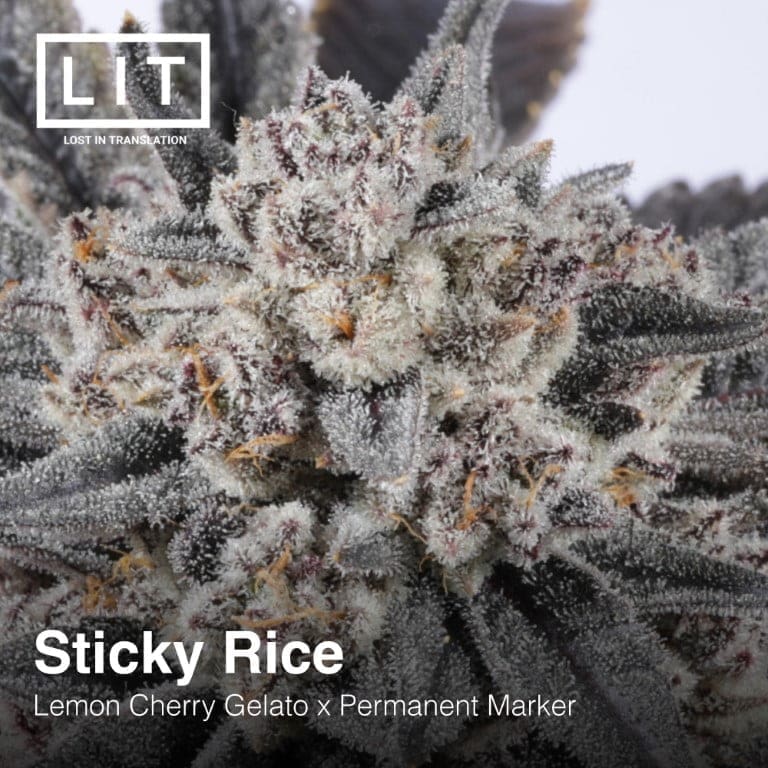 STICKY RICE 6CT FEMS