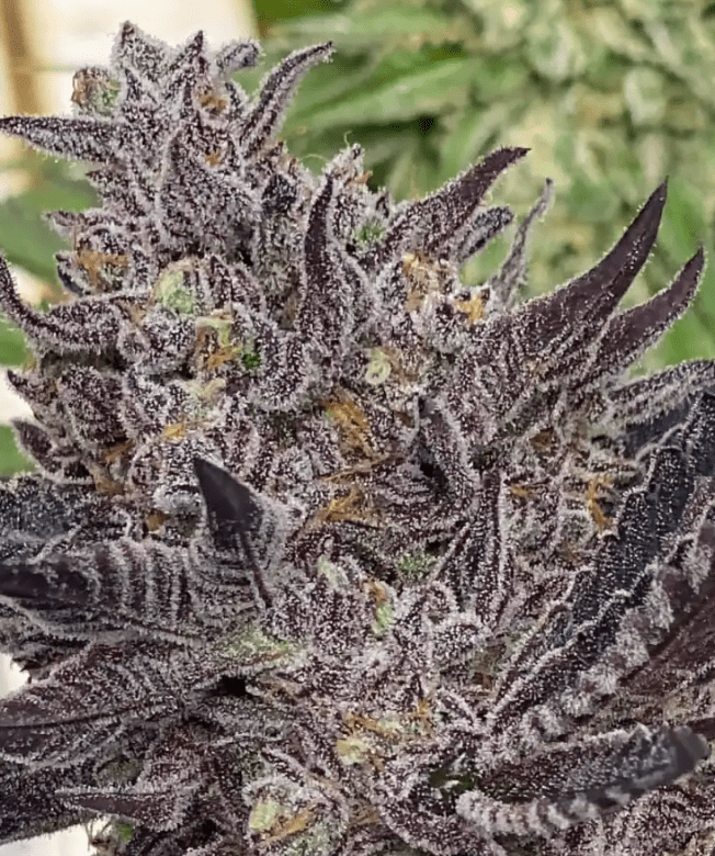 DARK DESIRE 10CT FEMS
