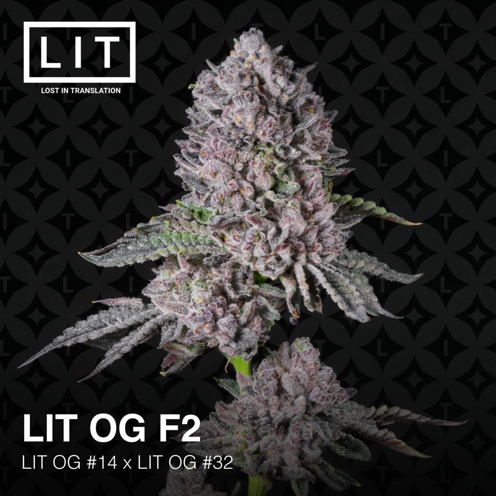 LIT OG F2 6ct FEMS