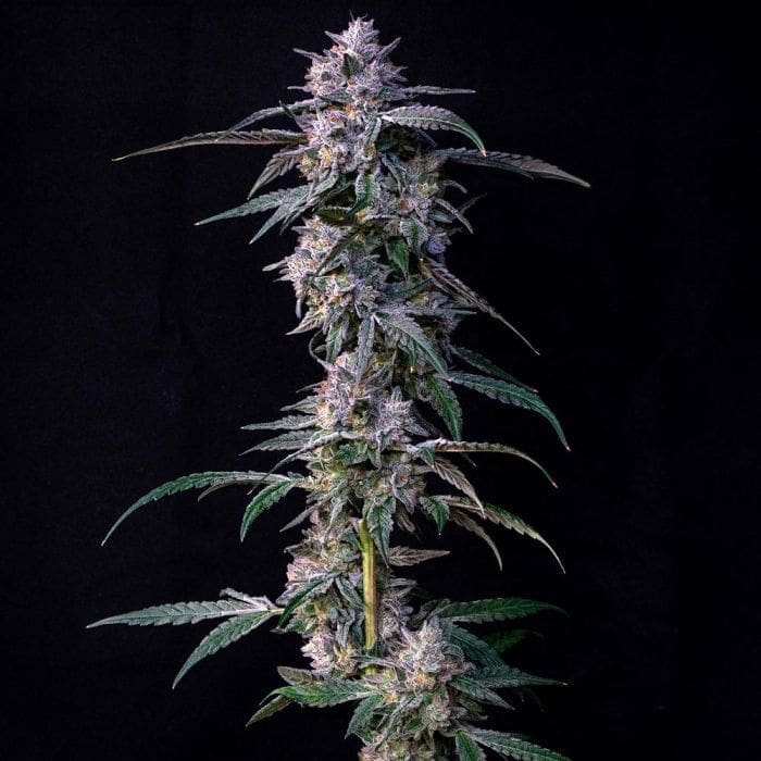 10 G'S FEM