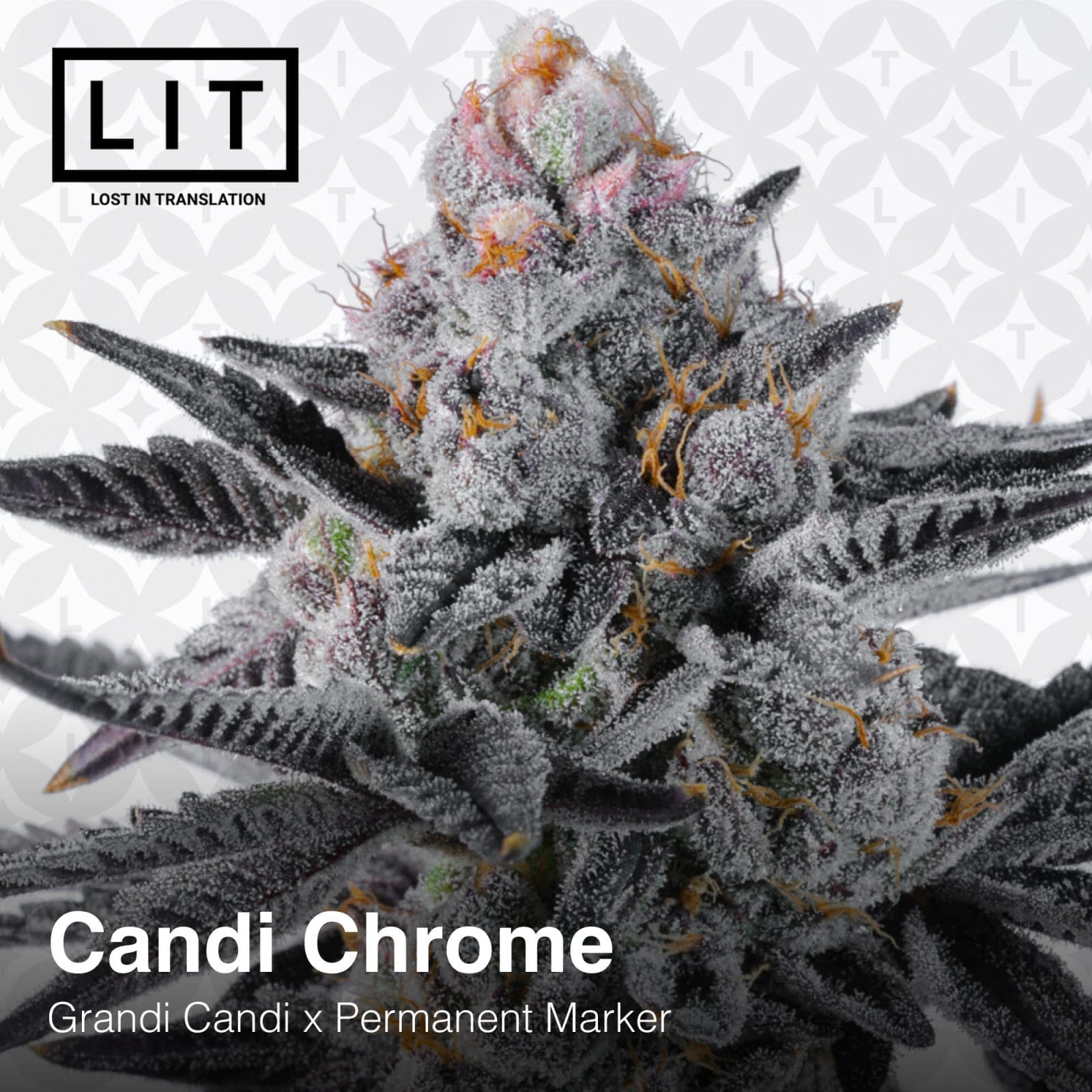 Candi Chrome Fems 6 Packs - Lit Farms