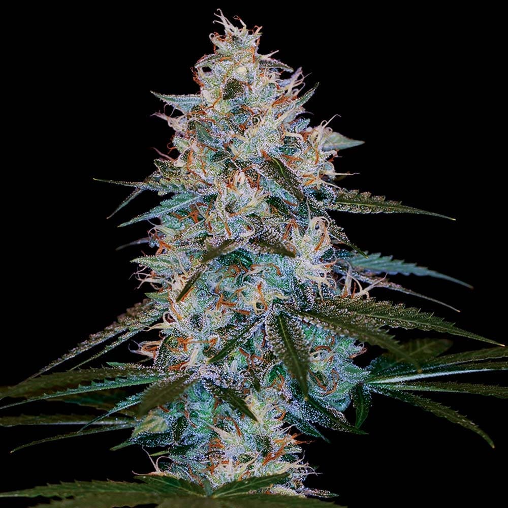 CHOCOLOPE KUSH REGS