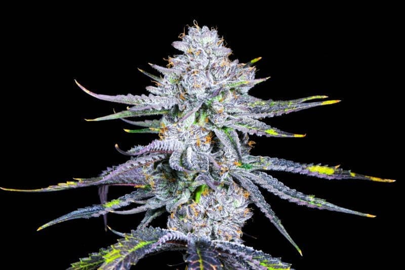 DIA DE LOS MUERTOS 5ct FEMS