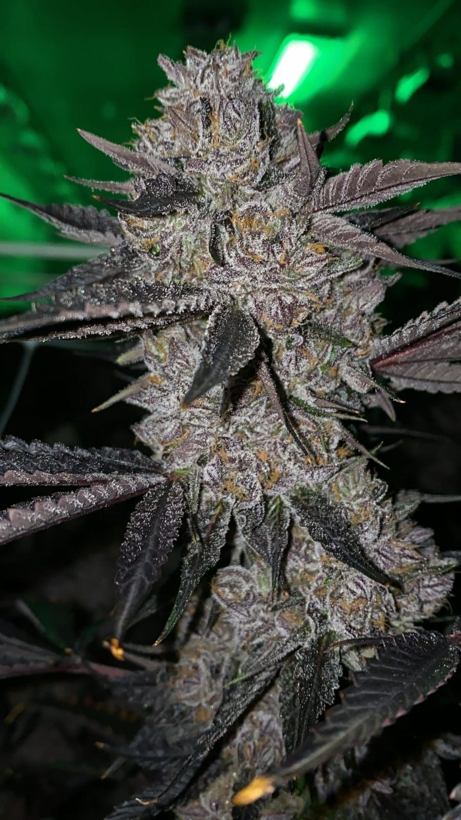 PLATINUM PAVE FEMS - COMPOUND GENETICS