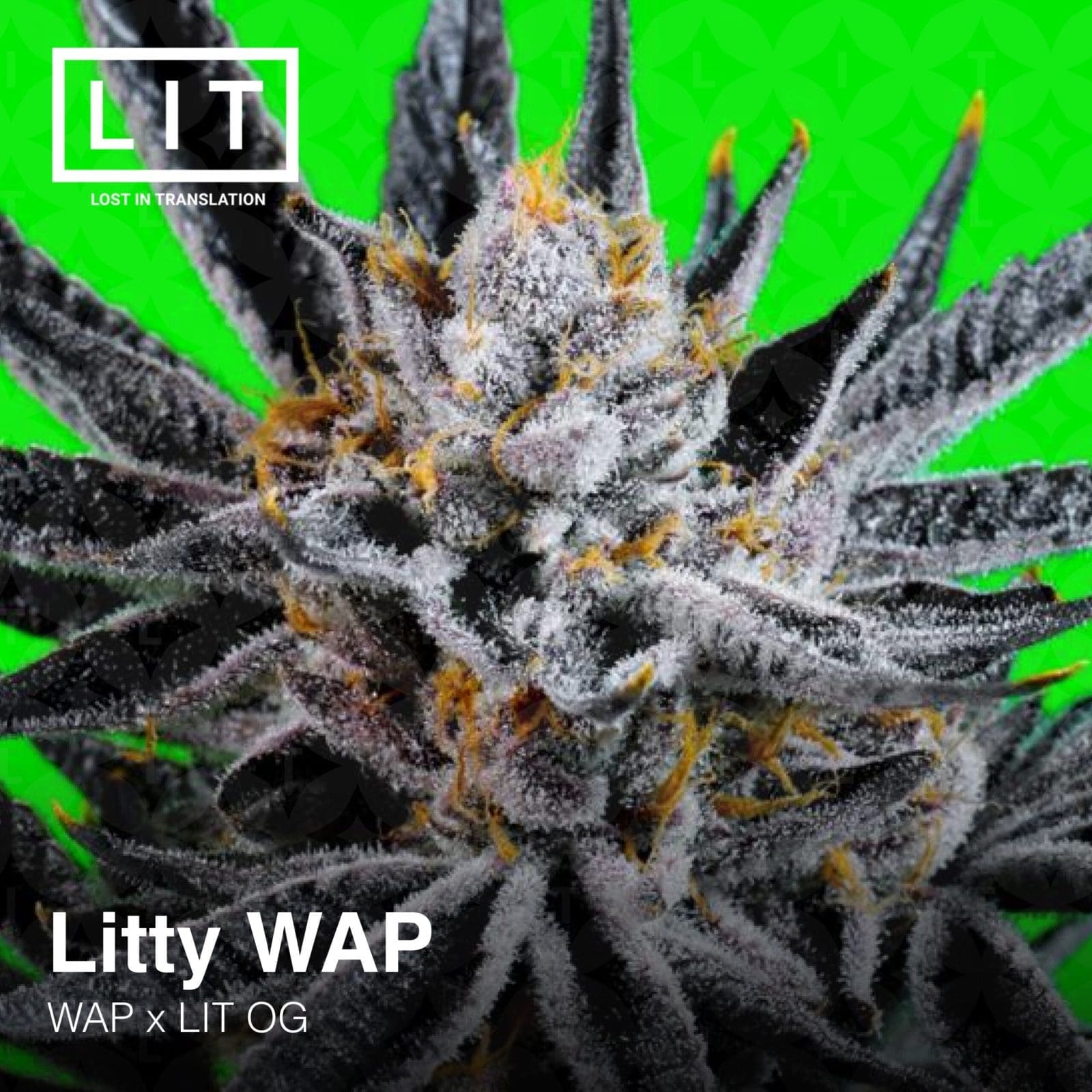 Litty WAP Fems 6 Packs - Lit Farms