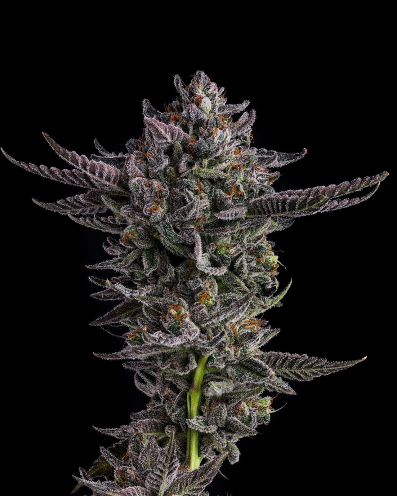 POLAR POP FEMS - COMPOUND GENETICS