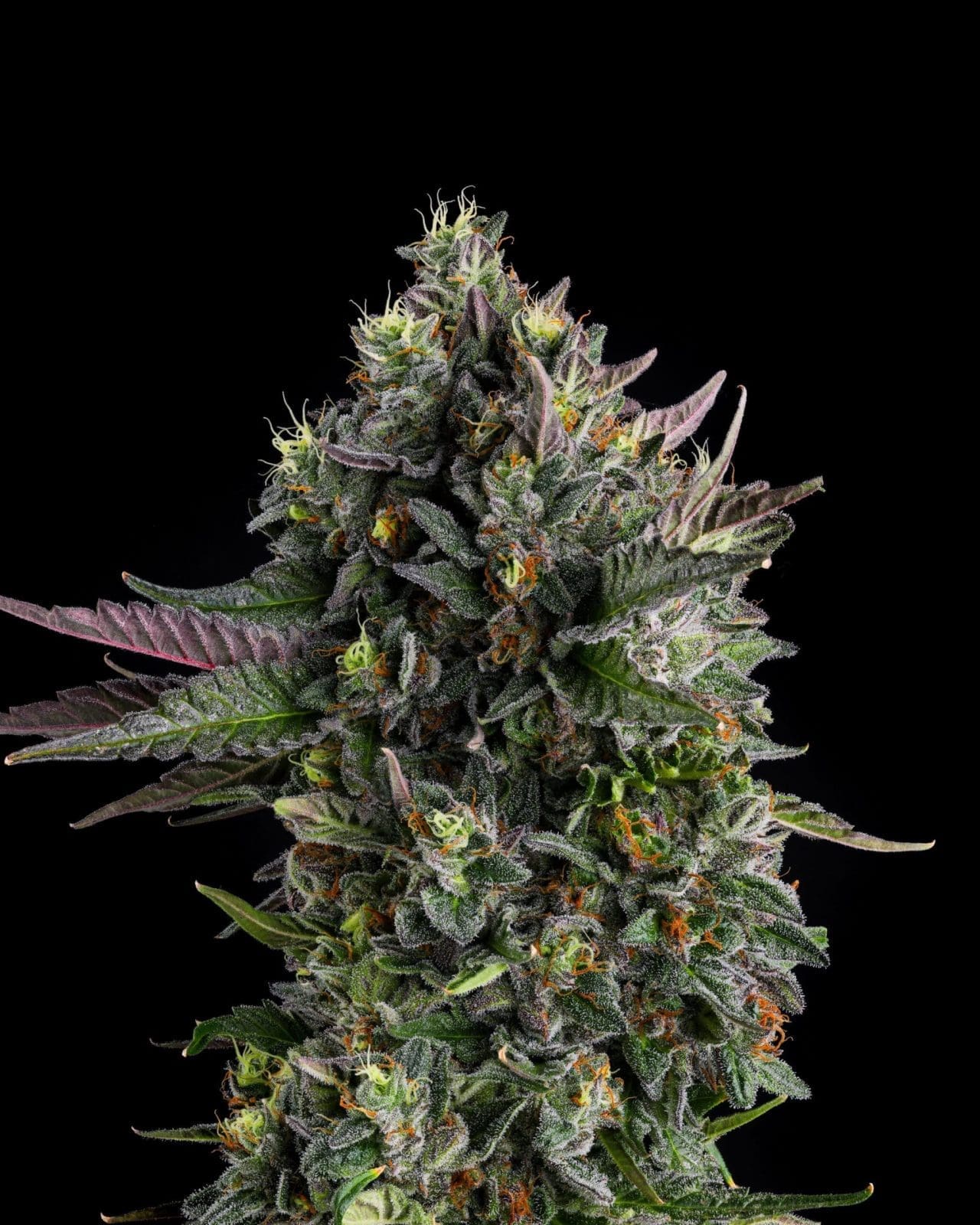 PUFFINZ FEMS - COMPOUND GENETICS