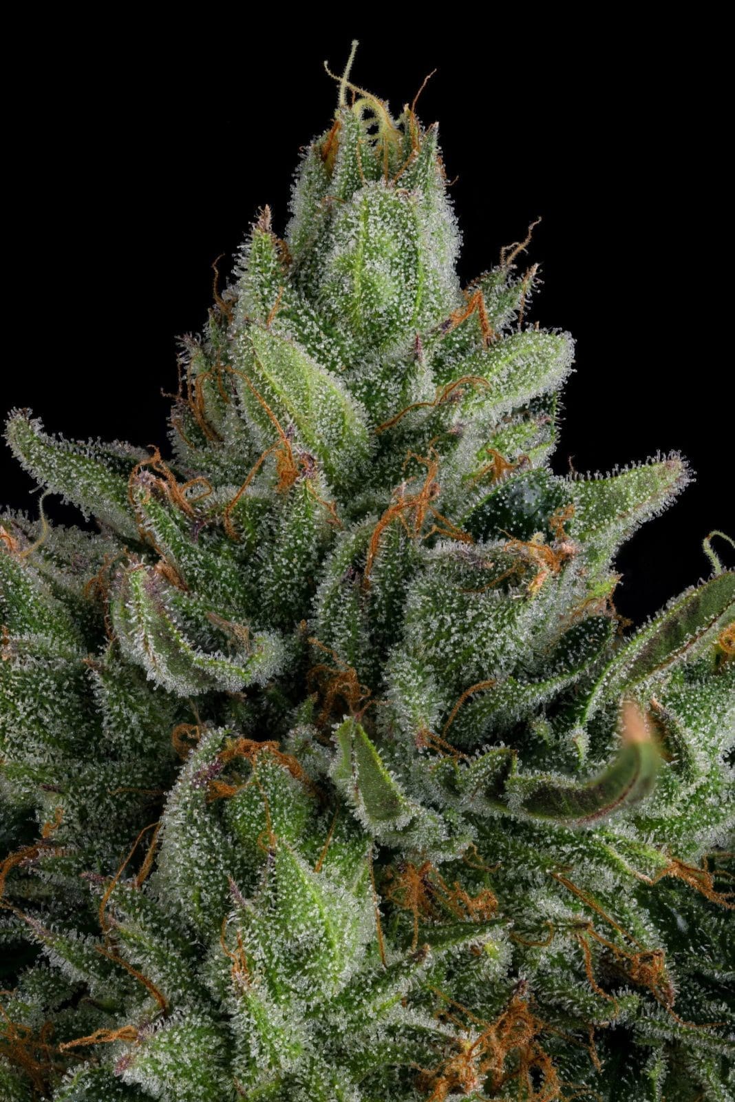 ROSE GOLD RACKZ FEMS - COMPOUND GENETICS
