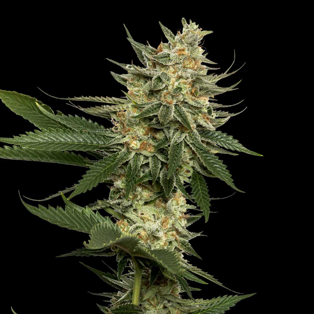 TANGIE 6ct  REGS