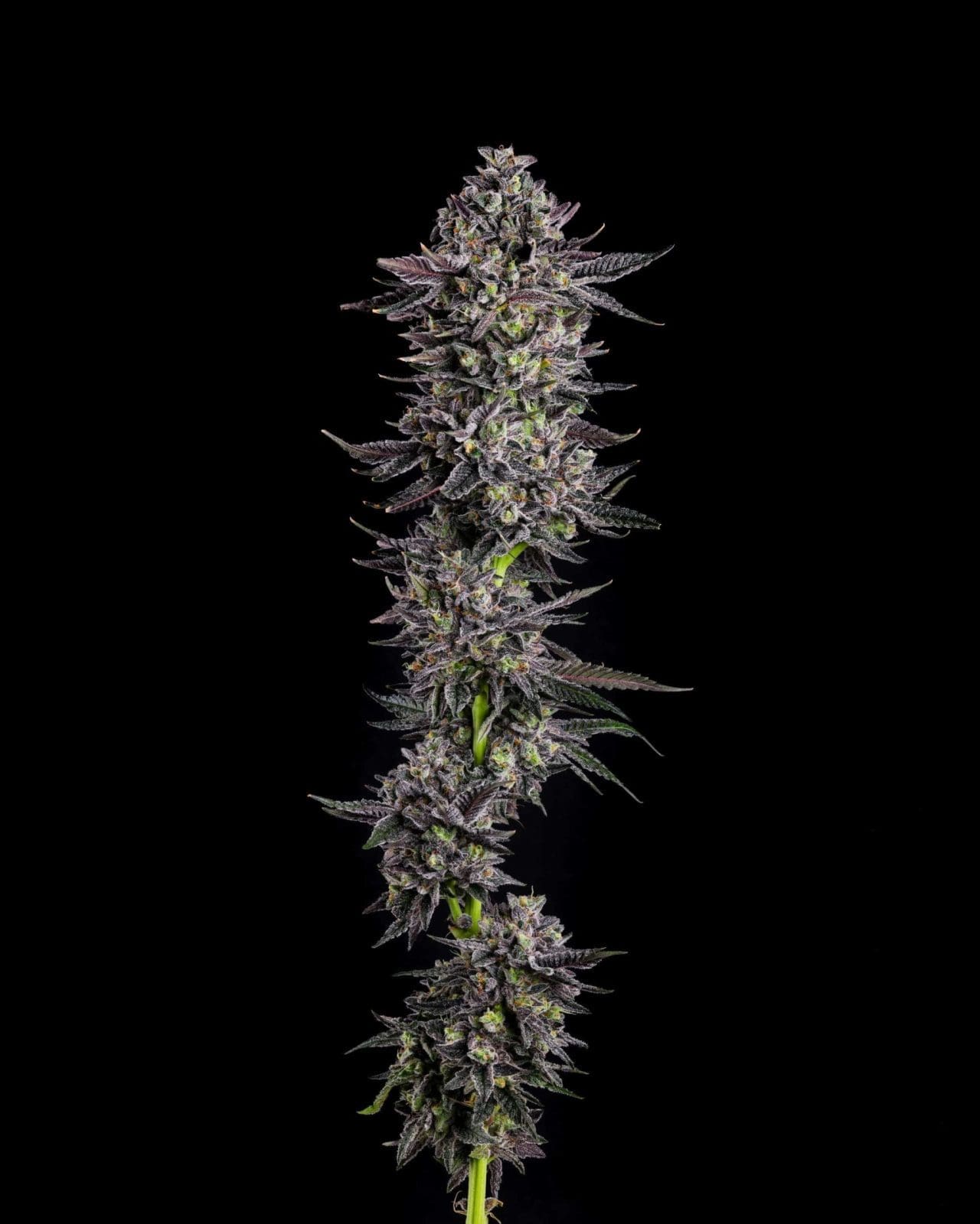 THE SCROOGE FEMS - COMPOUND GENETICS
