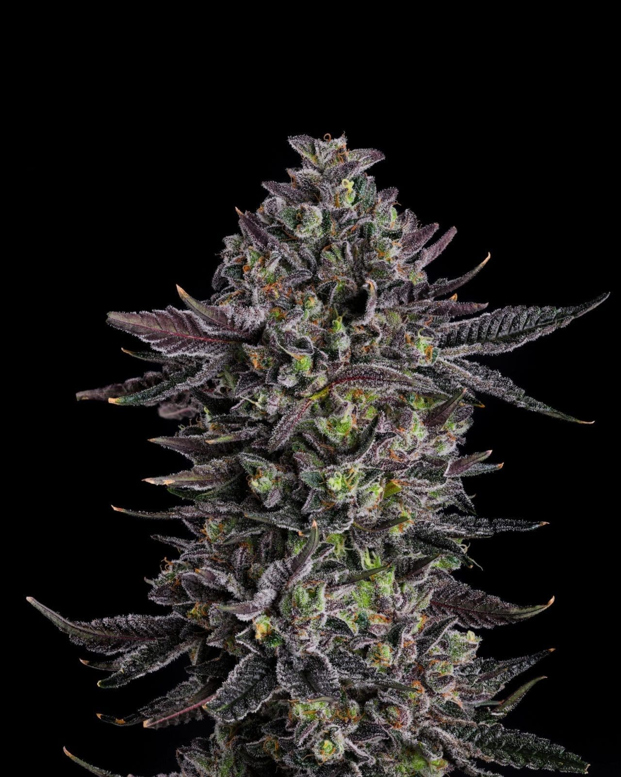 THE SCROOGE FEMS - COMPOUND GENETICS - Image 2