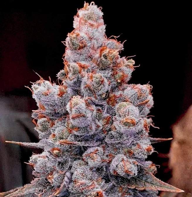 BANANA JEALOUSY AUTO R3