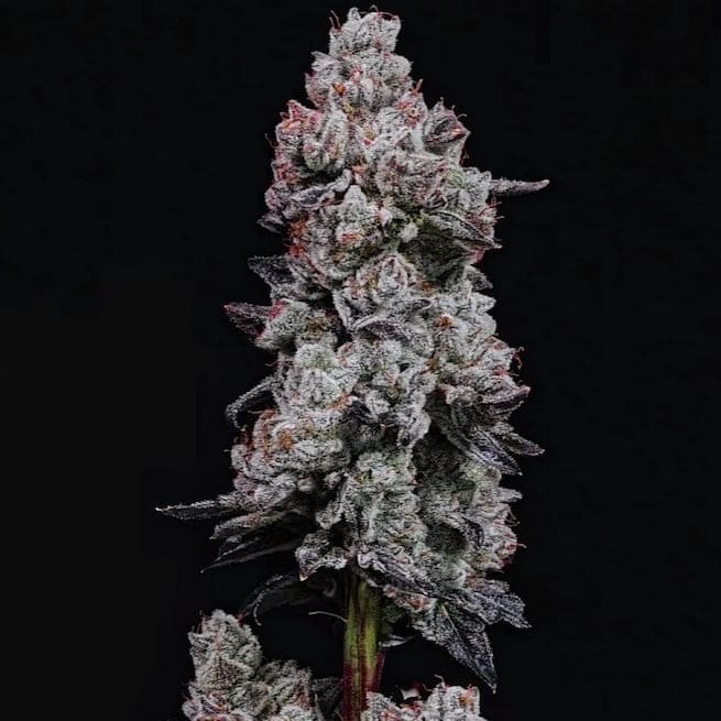 LEMON CHERRY GELATO  AUTO R3