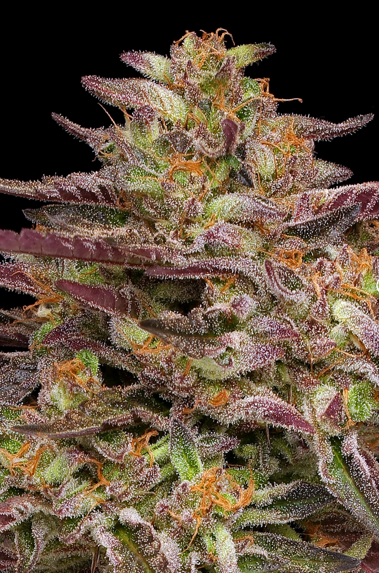 COB Salad Fems - Humboldt Seed Co