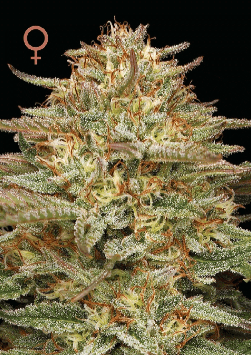 Orange Cremepop - Humboldt Seed Co
