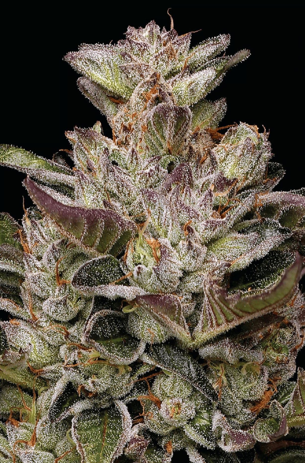 Donutz Fems - Humboldt Seed Co