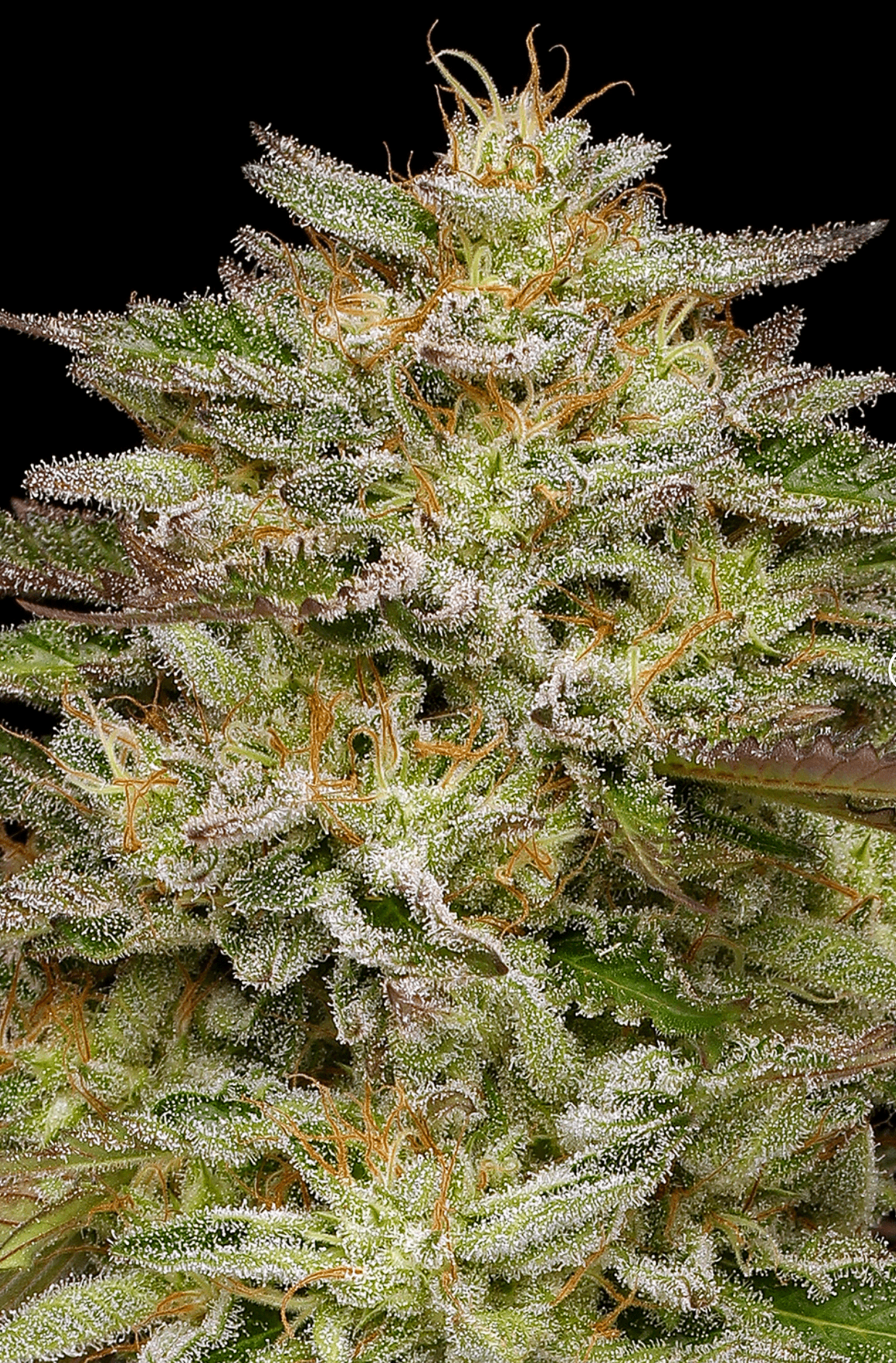Golden Sands Fems - Humboldt Seed Co