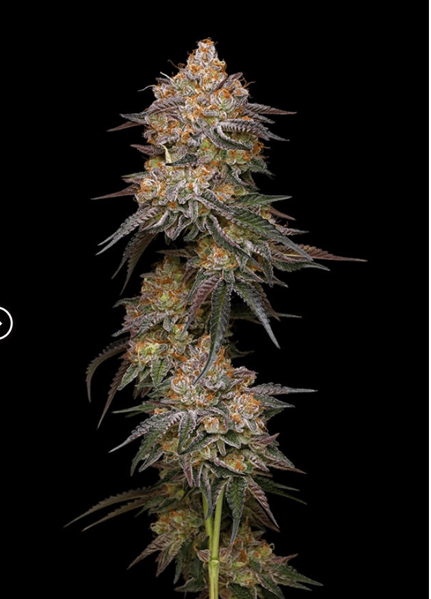 Granny Candy - Humboldt Seed Co - Image 2