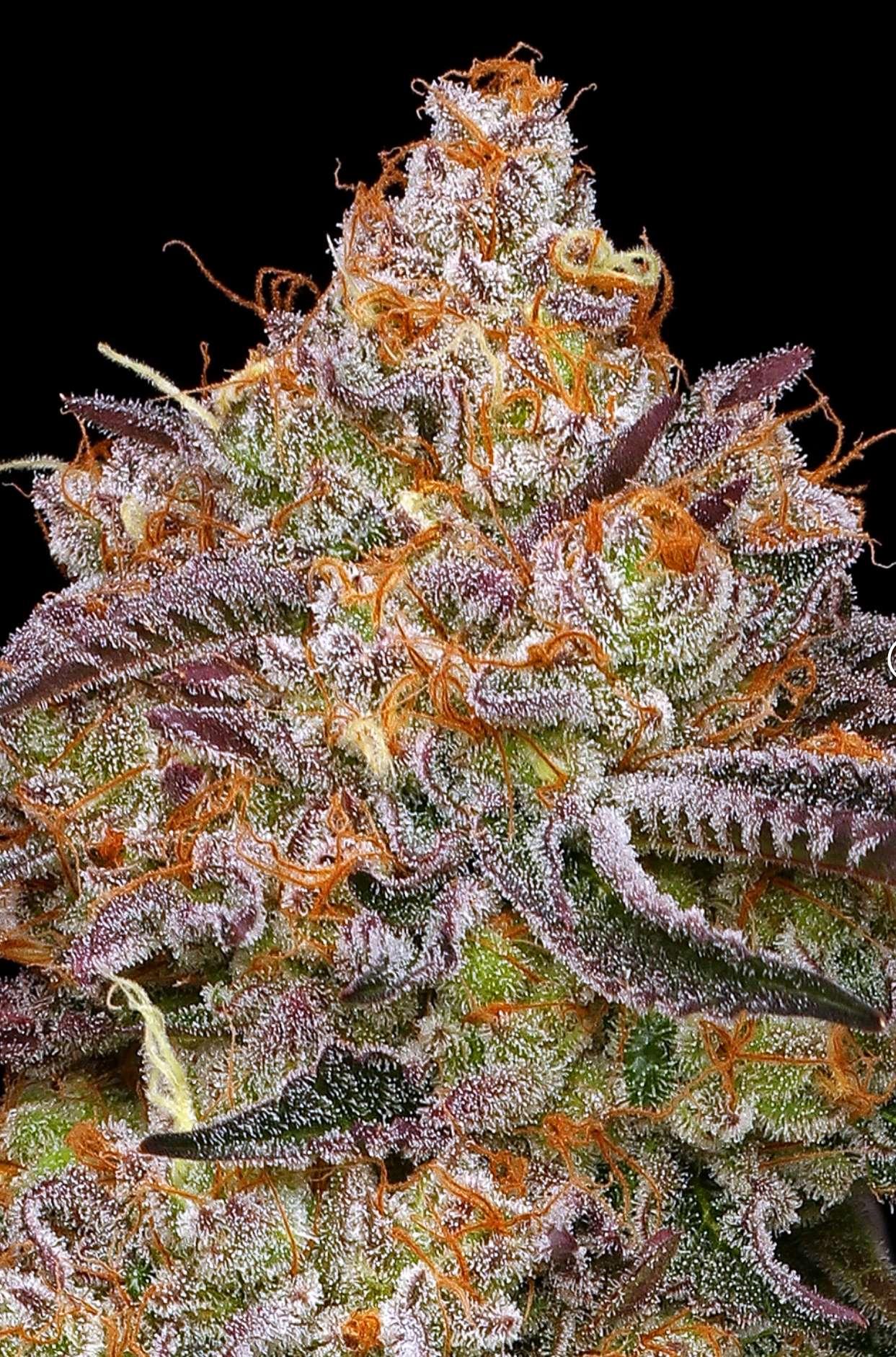 Granny Candy - Humboldt Seed Co