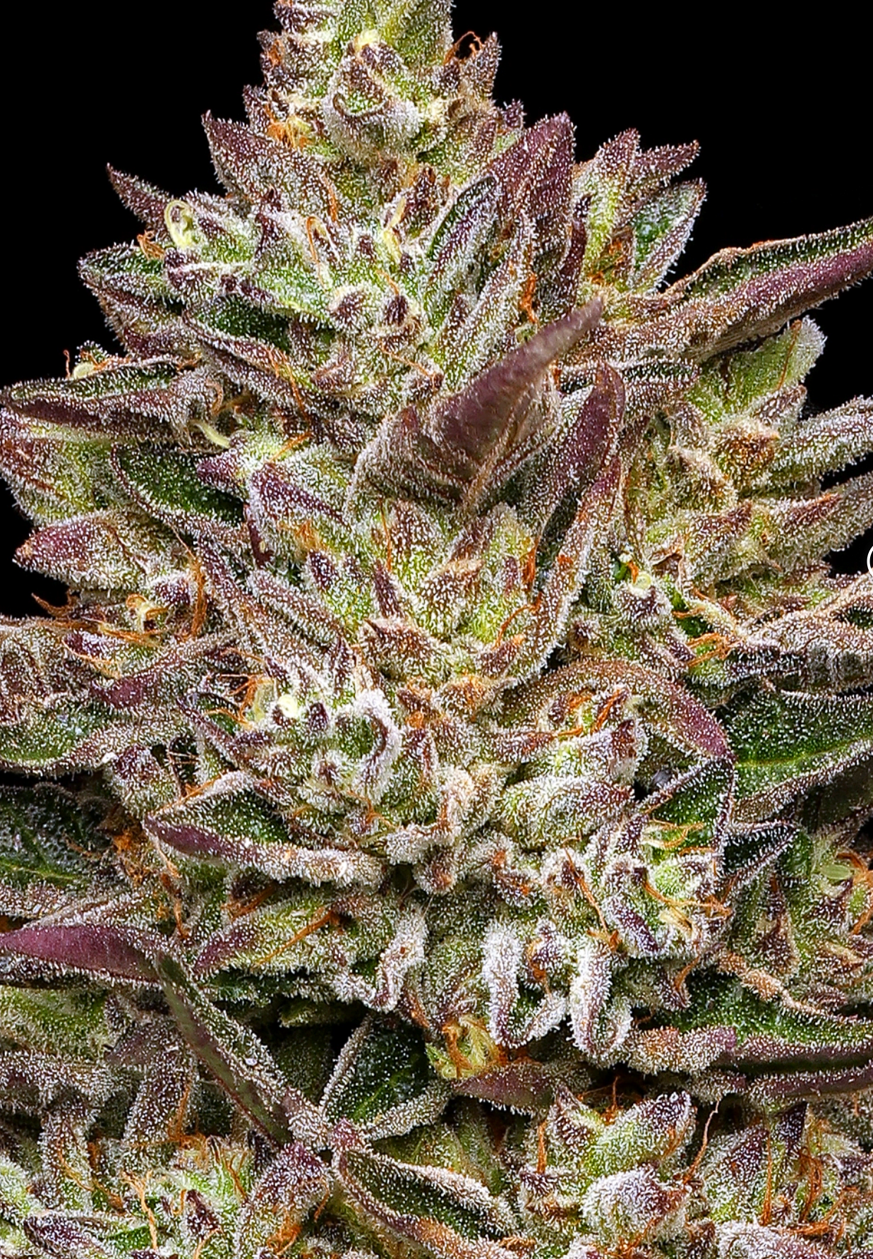 Guzzlerz - Humboldt Seed Co