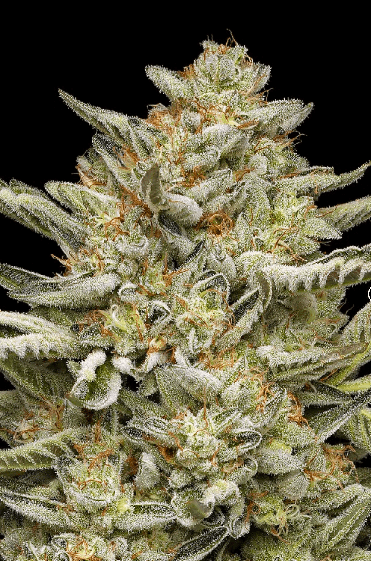 OG TRIPLOID - Humboldt Seed Co