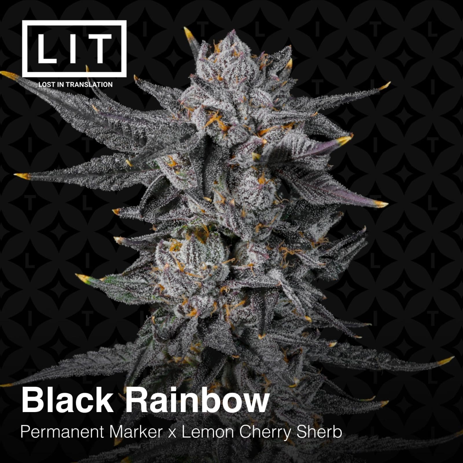 BLACK RAINBOW 6ct FEMS