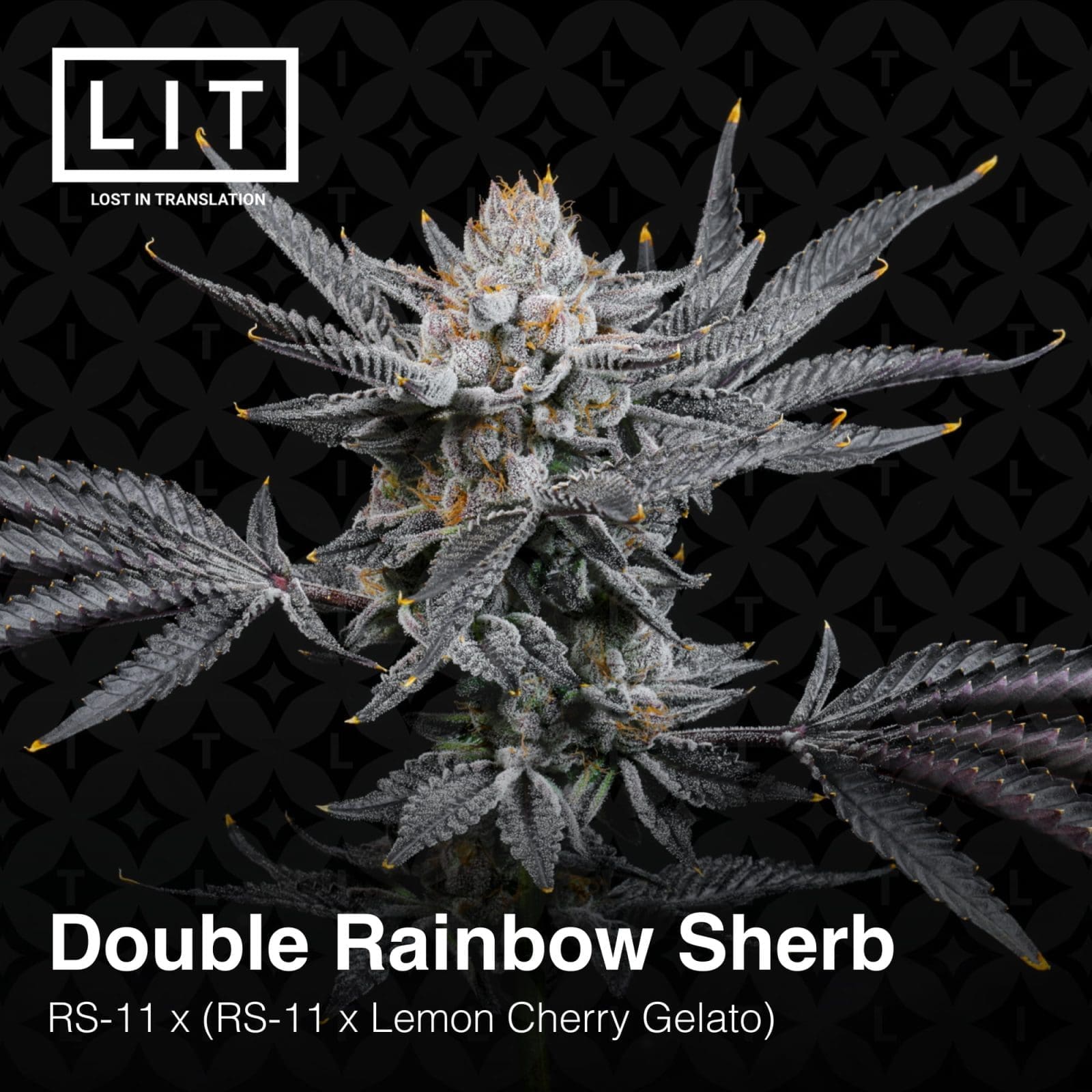 DOUBLE RAINBOW SHERB 6ct FEMS