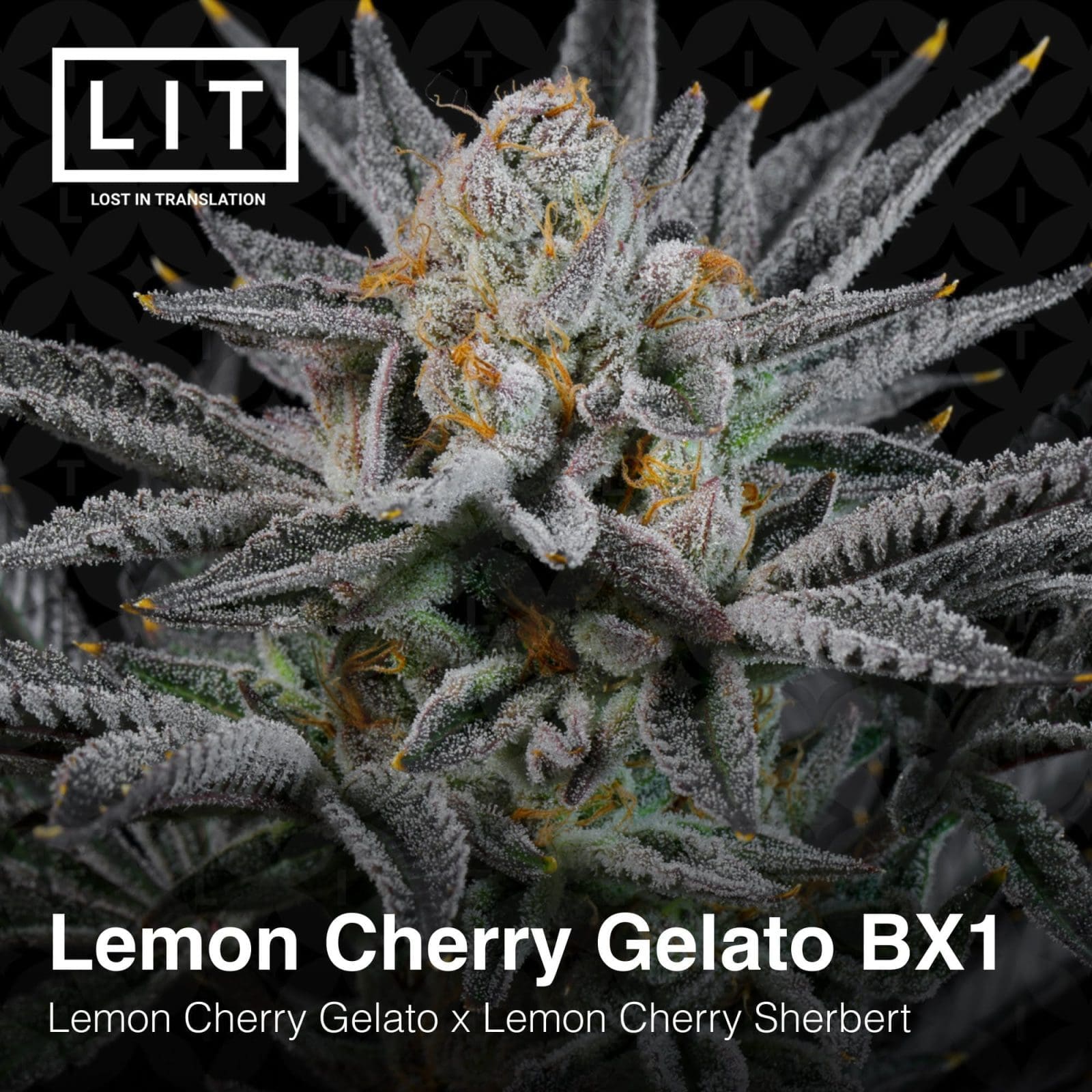 LEMON CHERRY GELATO BX1 6ct