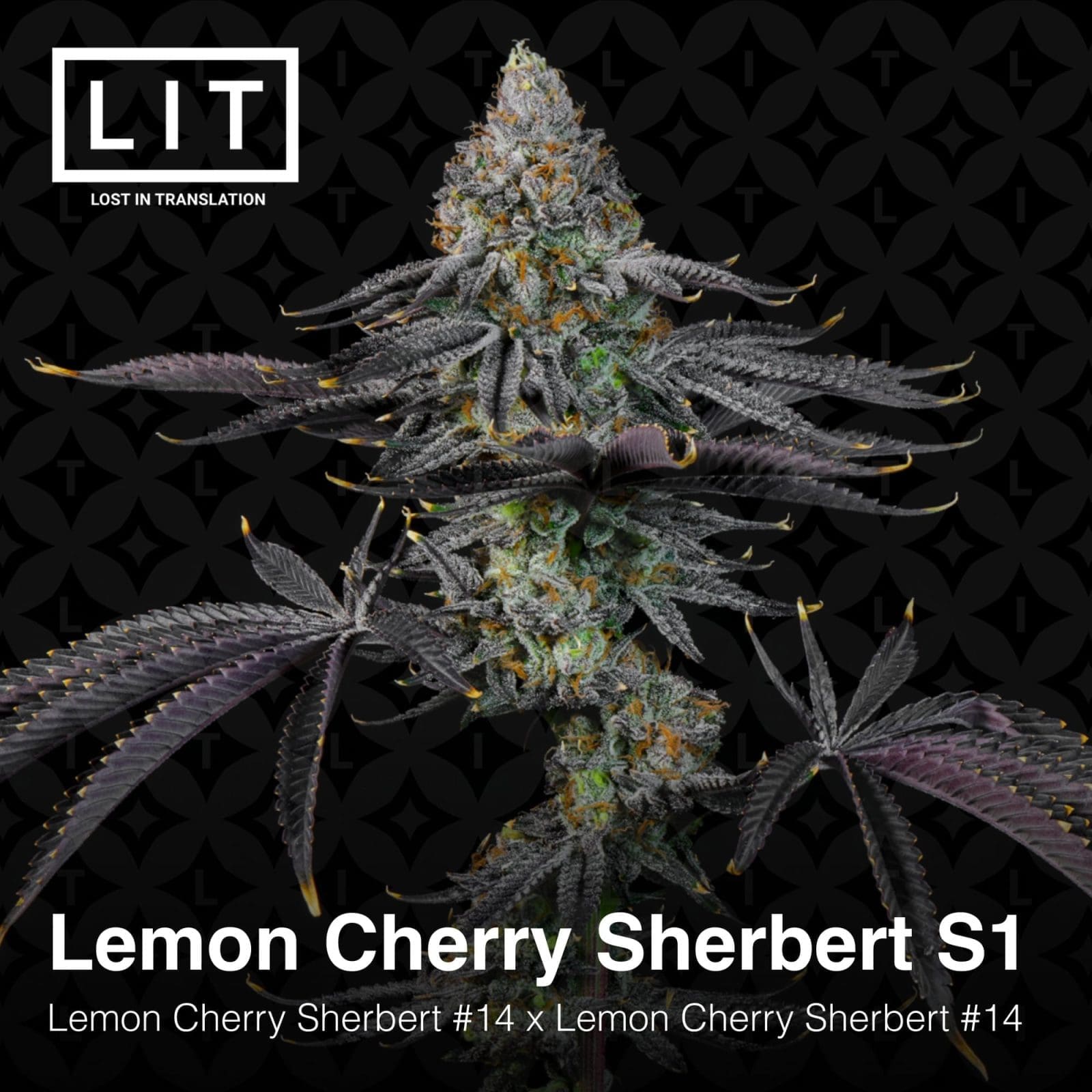 LEMON CHERRY SHERBERT S1 6ct