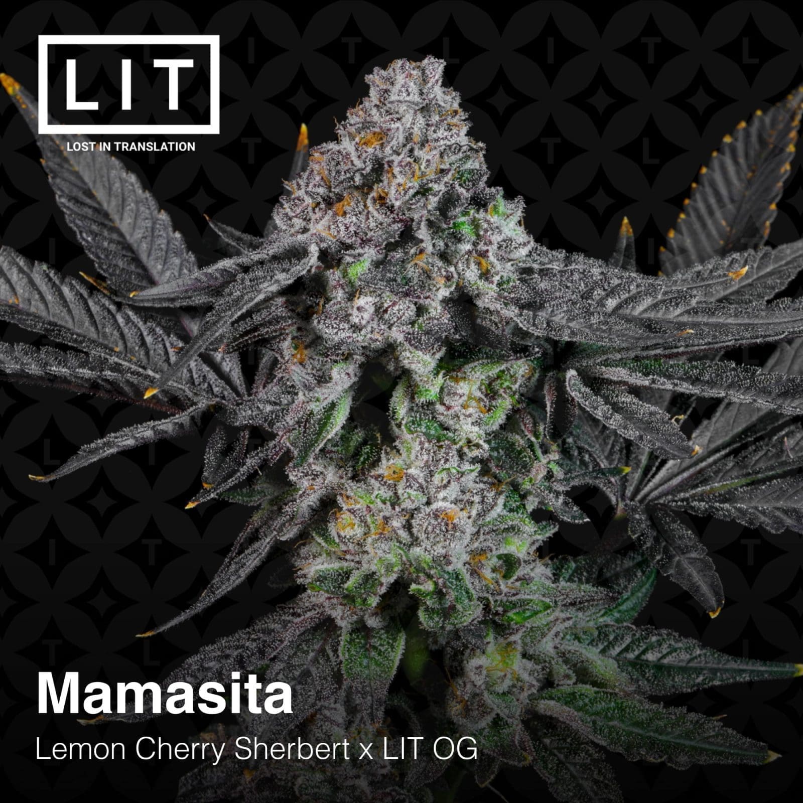 MAMASITA 6ct FEMS