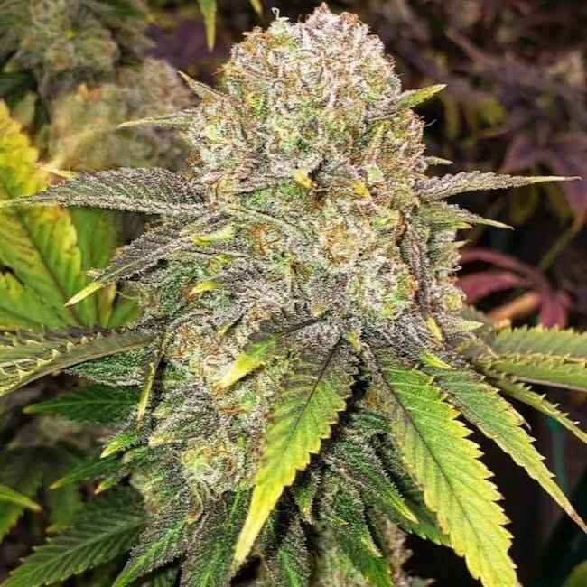 MASTER KUSH RBX FEMS