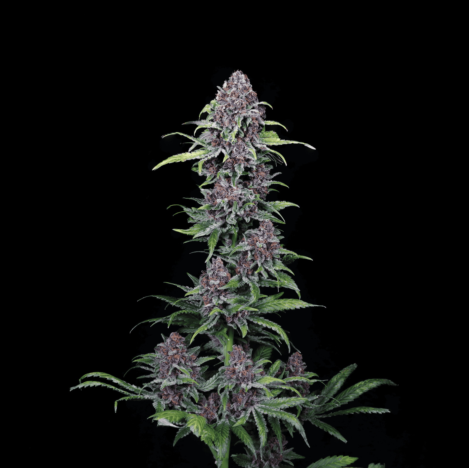 NYC Vapor - Compound Genetics Fems