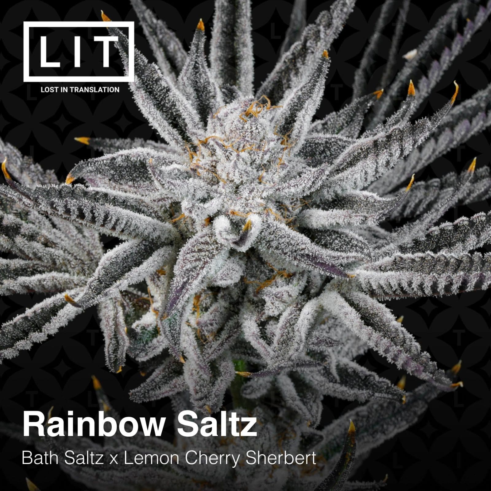 RAINBOW SALTZ 6ct FEMS