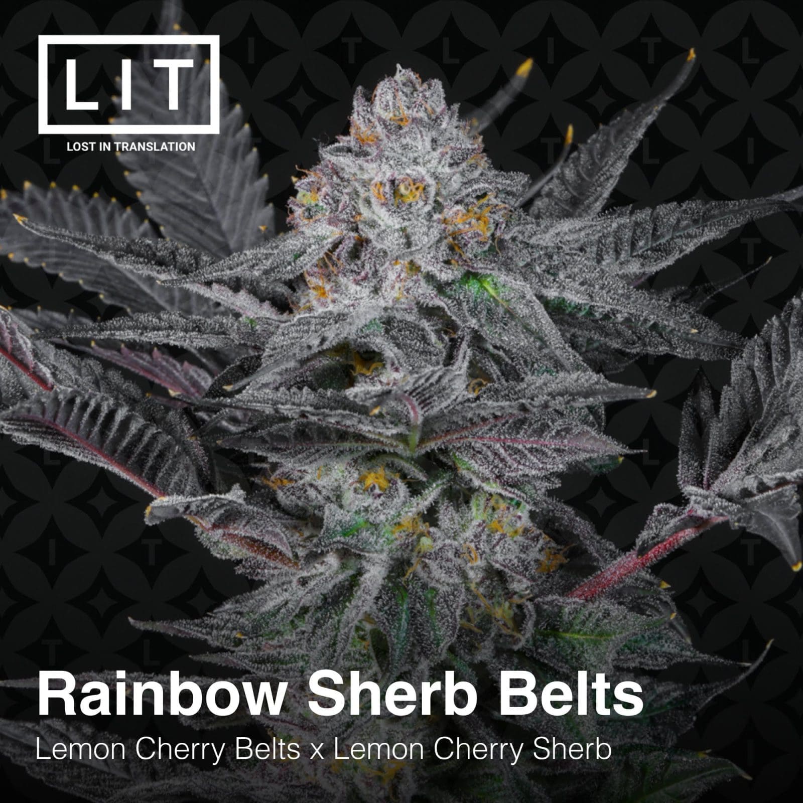 RAINBOW SHERB BELTS 6ct FEMS