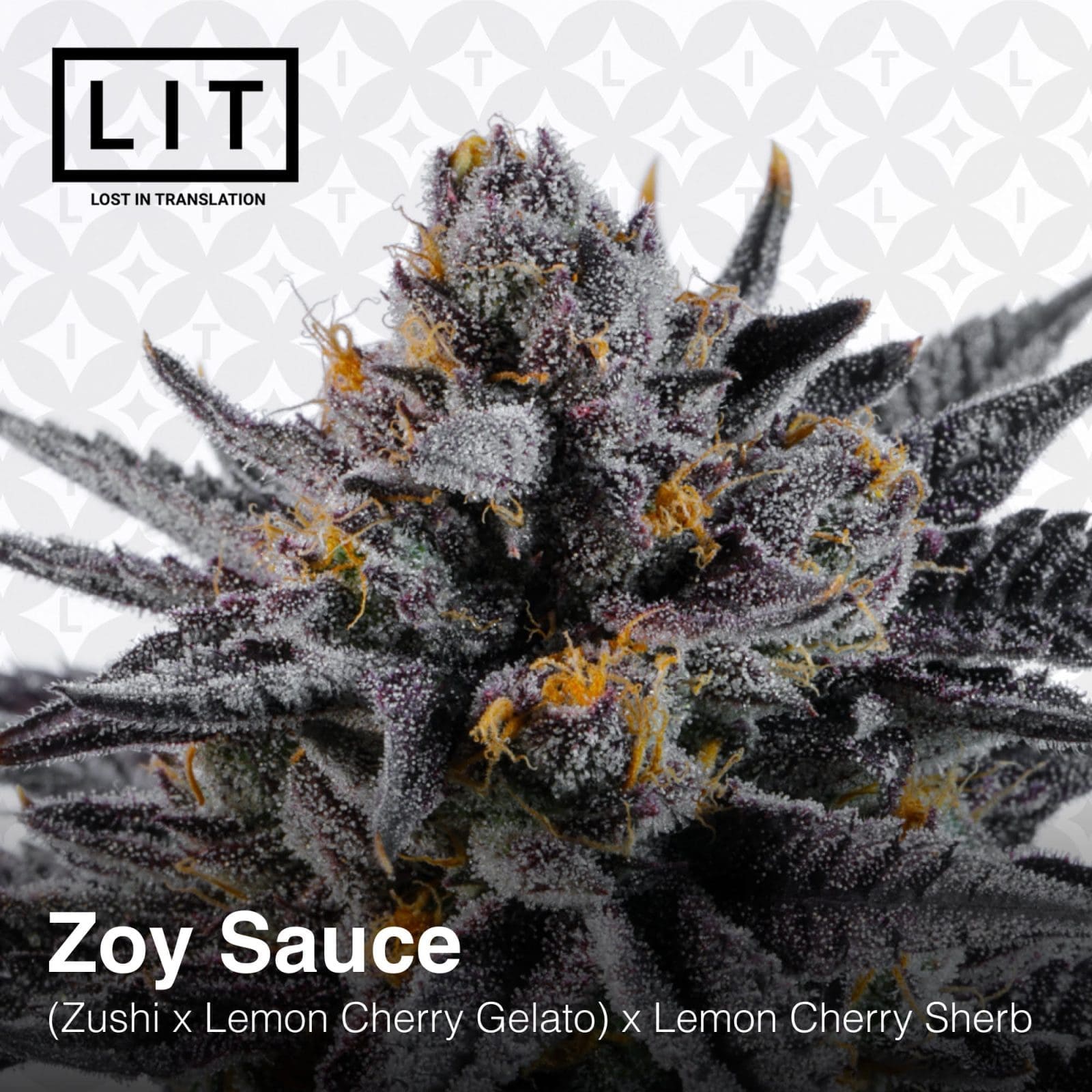 ZOY SAUCE 6ct FEMS