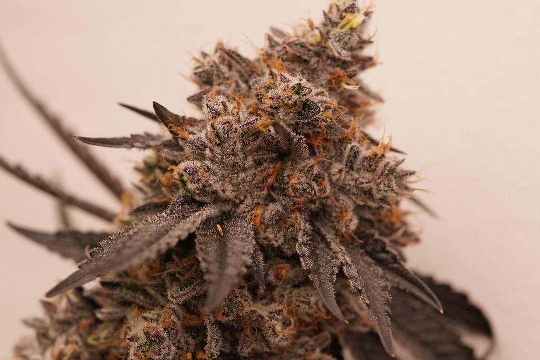 FROSTED FLAKES BX 10+ct FEMS - Image 3