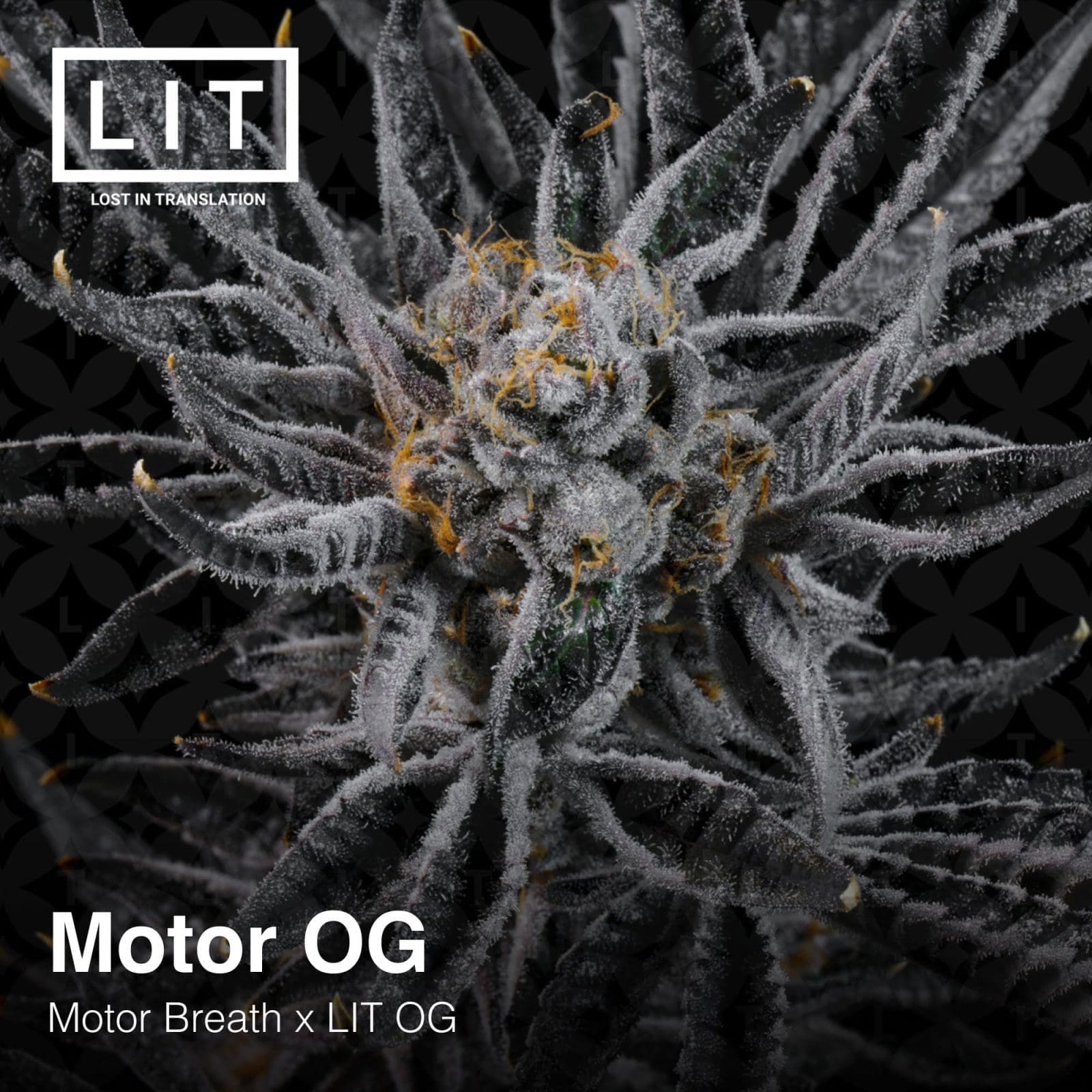 MOTOR OG 6ct FEMS