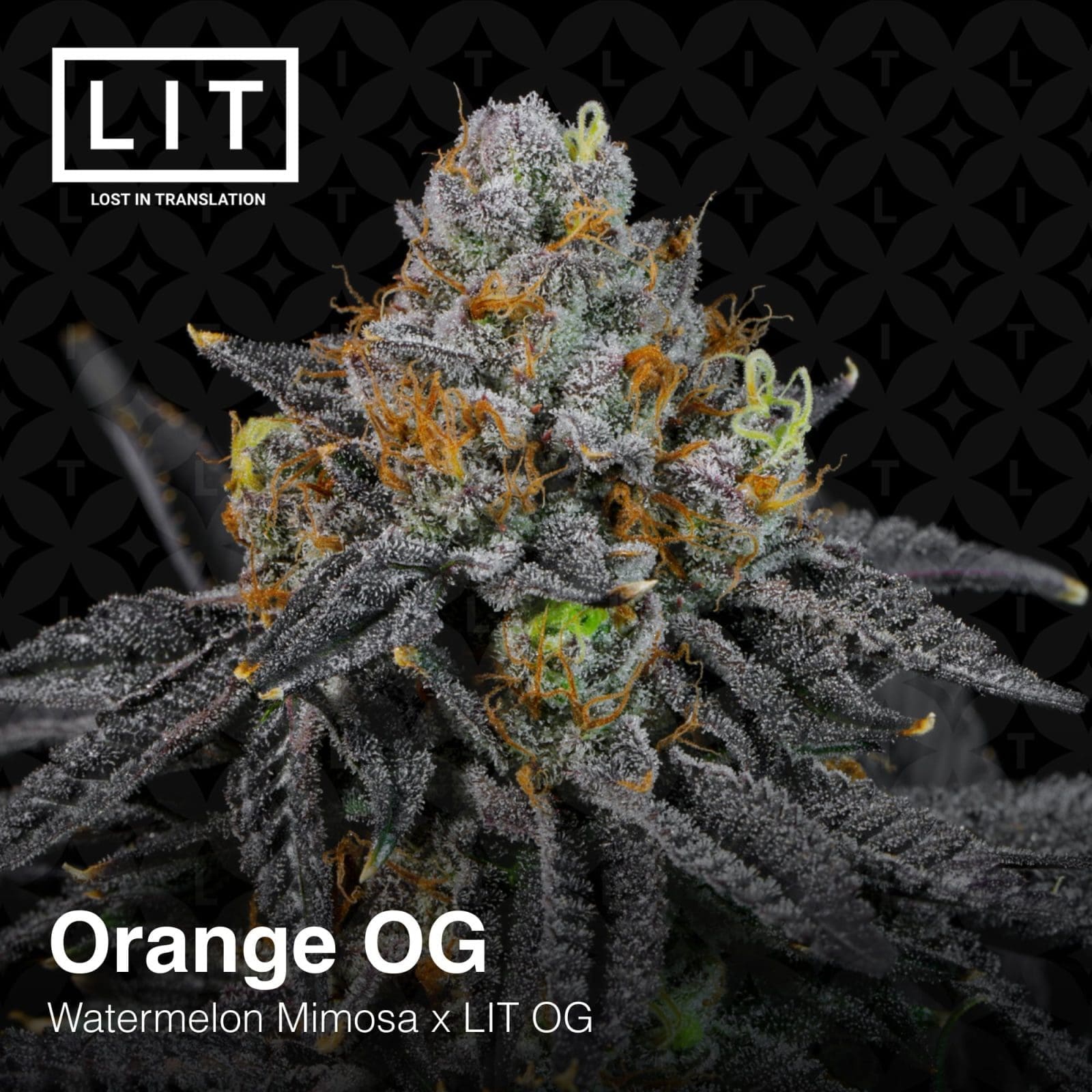 ORANGE OG 6ct FEMS