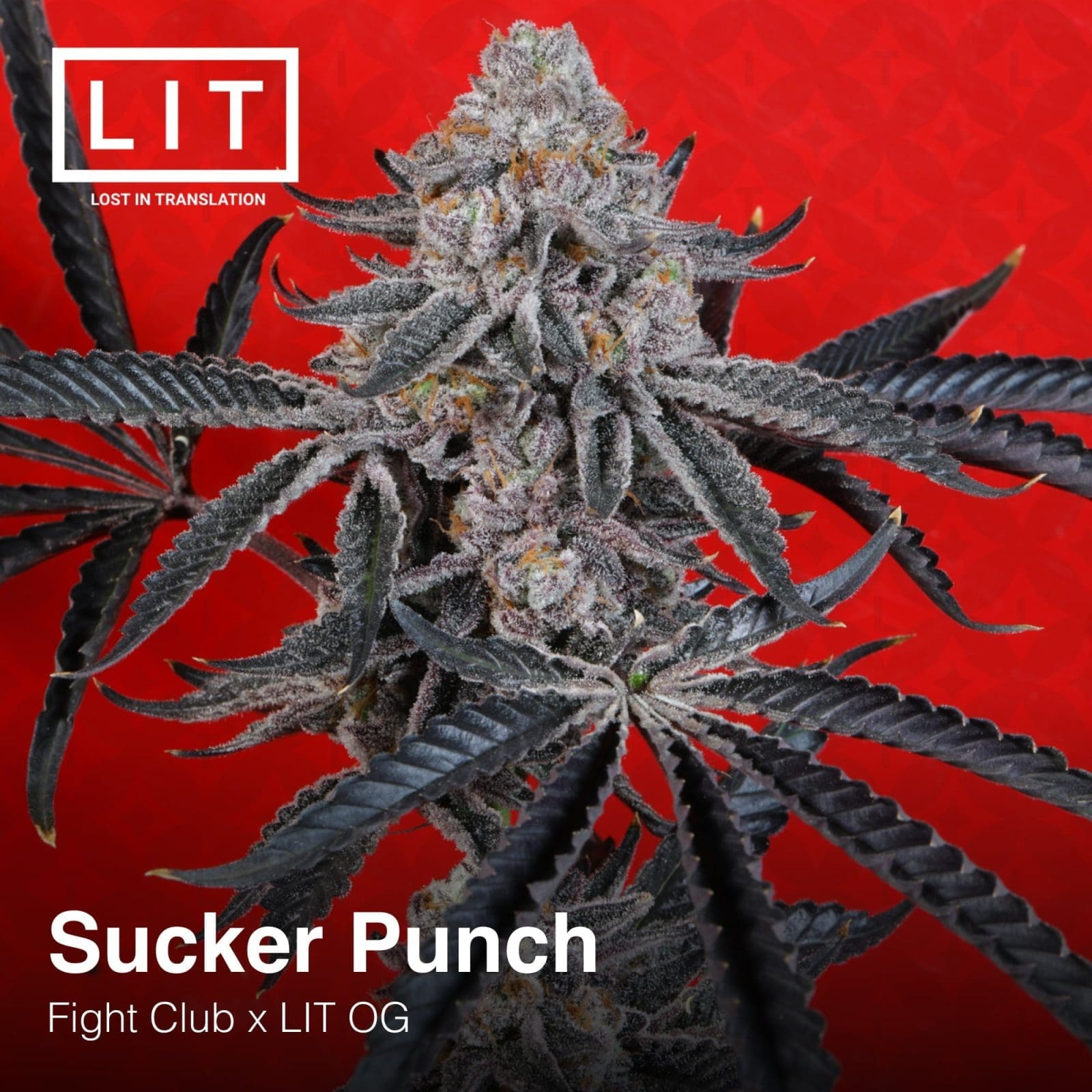 SUCKER PUNCH 6ct FEMS