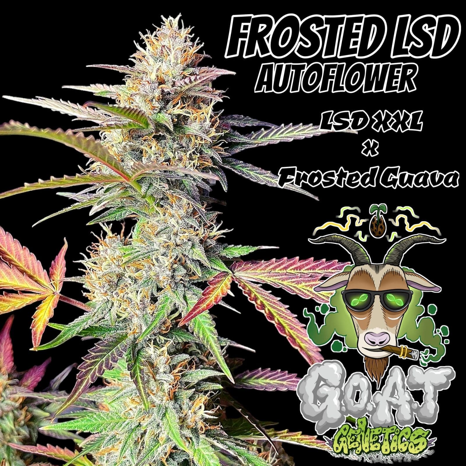 FROSTED LSD AUTOFLOWER 5ct