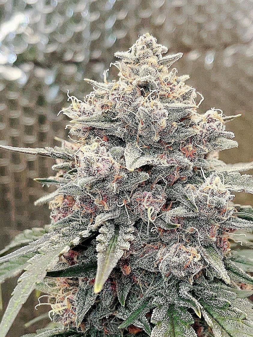 LUNAR STOMPER AUTOFLOWER 5ct