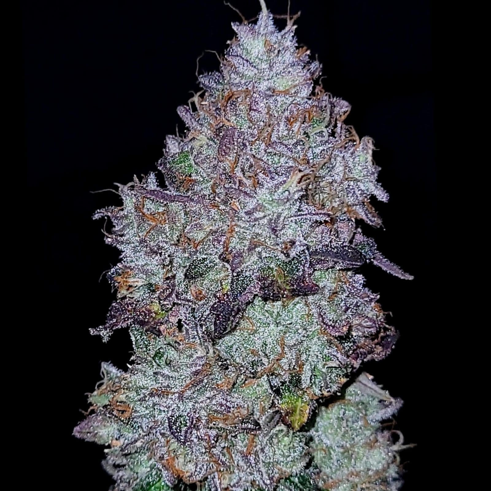 GUAVA PUNCH AUTOFLOWER 5ct