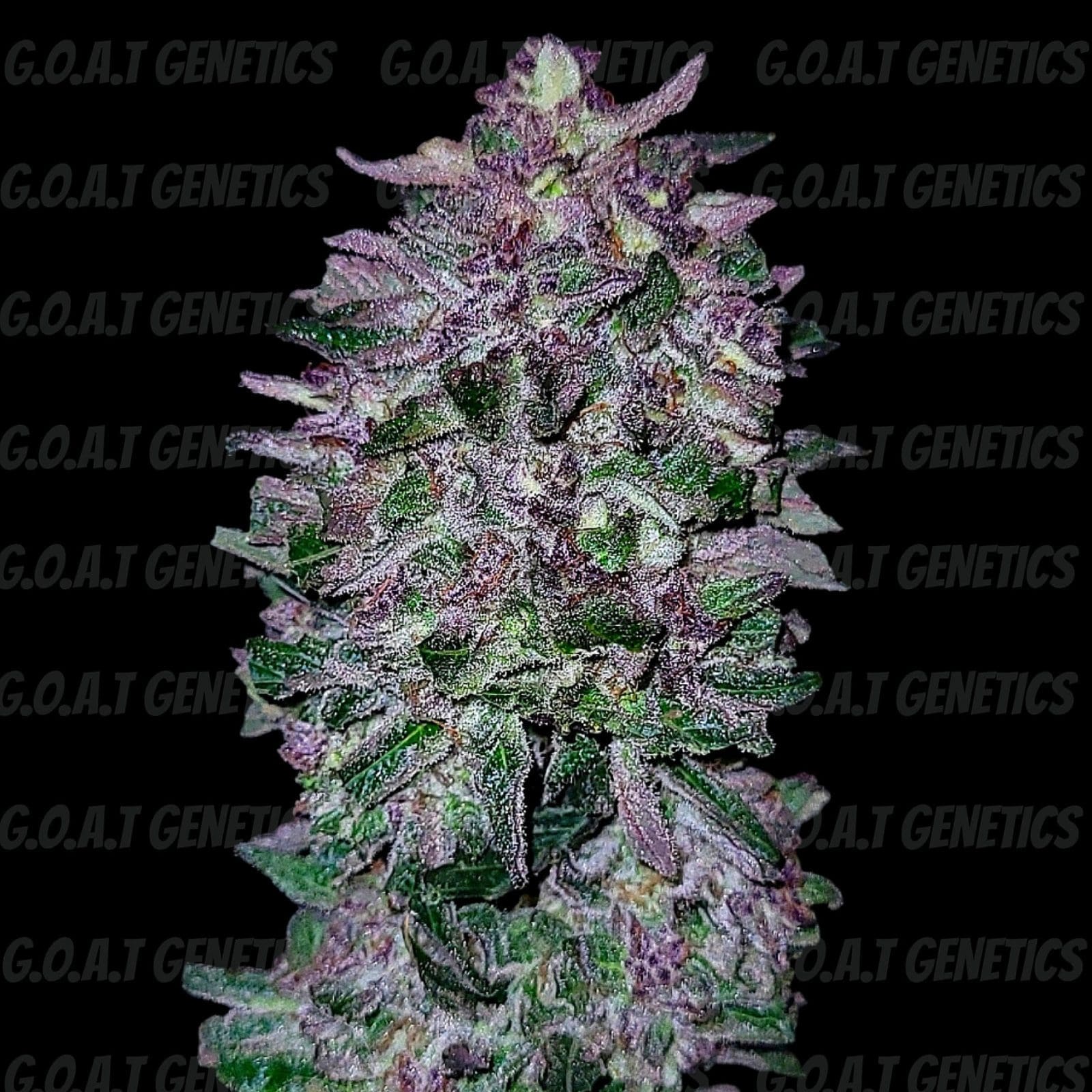 MIDNIGHT GUAVA AUTOFLOWER 5ct