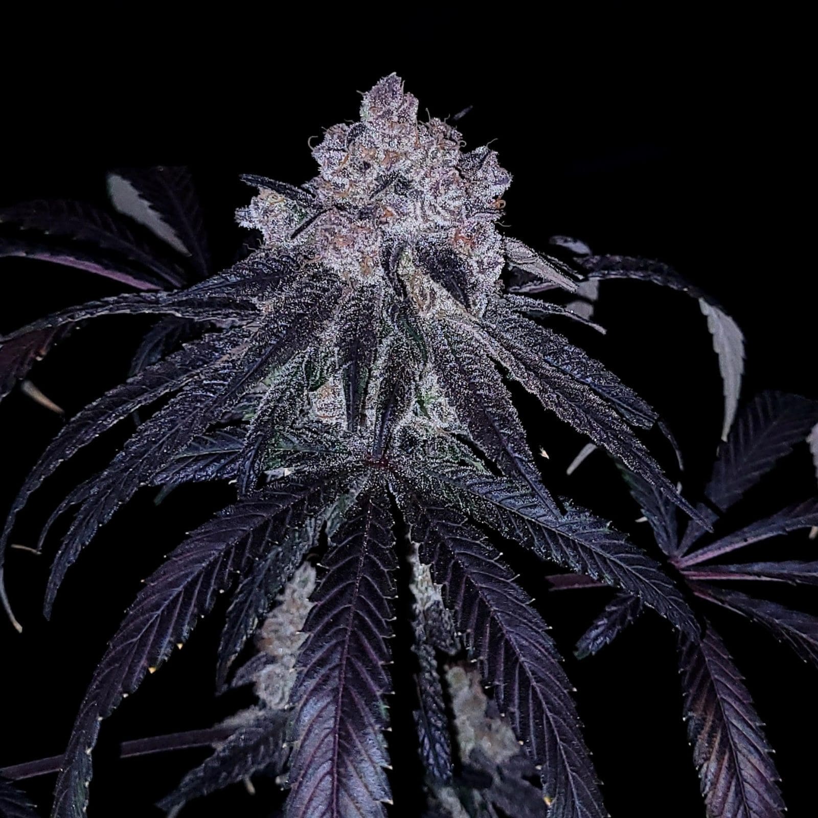 GUAVA AND GRAPES AUTOFLOWER 5ct