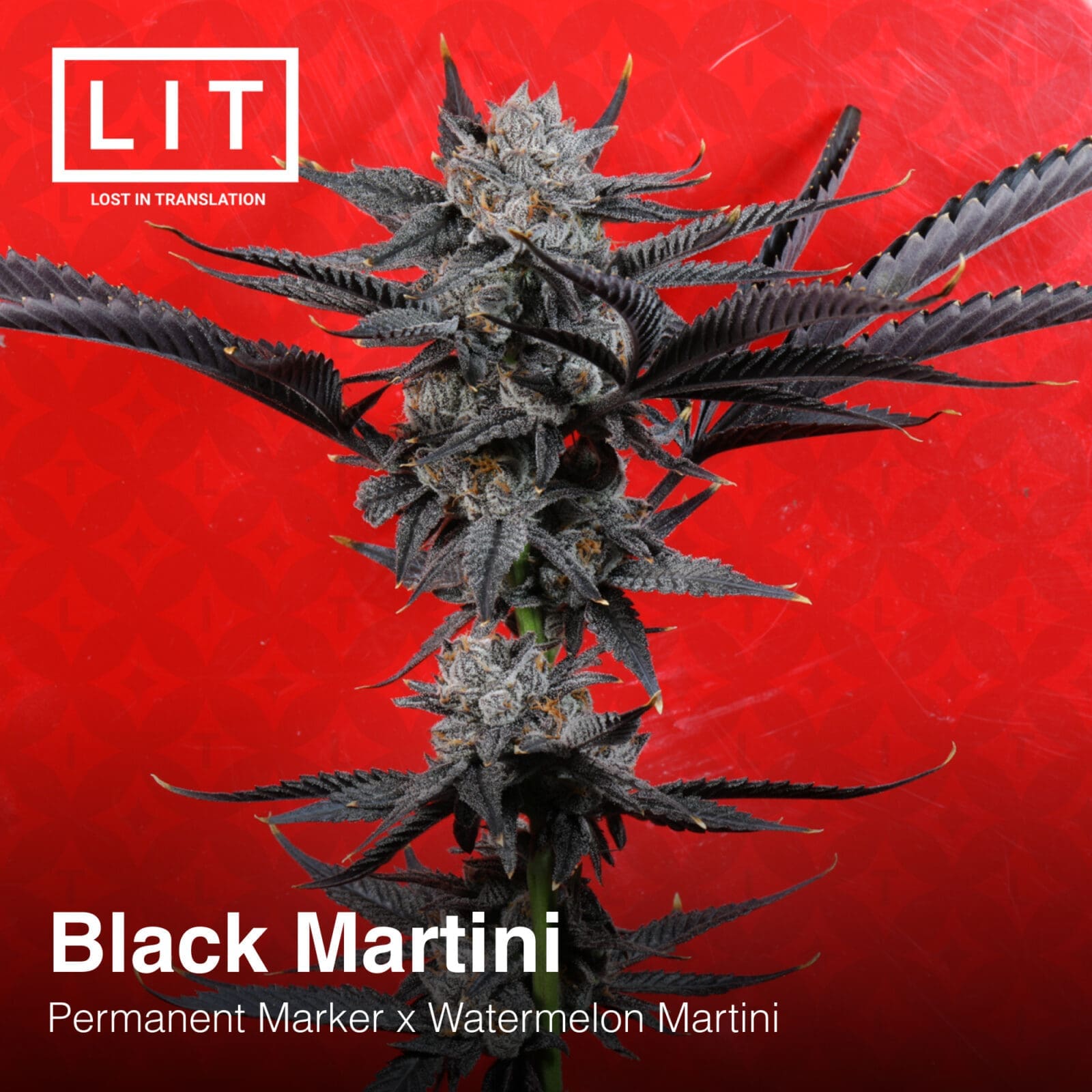 BLACK MARTINI 6ct FEMS