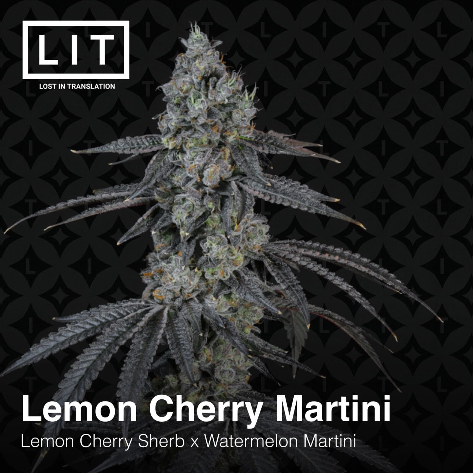 LEMON CHERRY MARTINI 6ct FEMS
